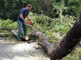 How Our Tree Care Process Works  in  Spooner, WI