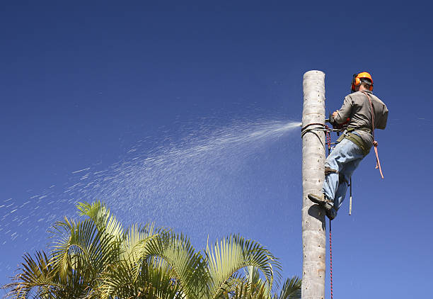 Trusted Spooner, WI Tree Services Experts